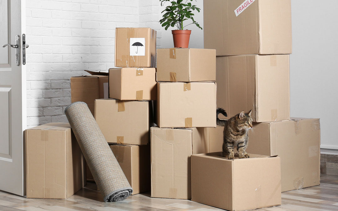 box-packed